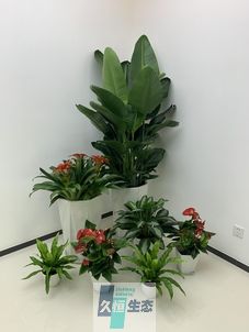 玄武办公室花卉绿植租摆简约组合